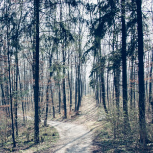 Teutoburg Forest in April, spring, sunshine Teutoburg Forest in April, spring, sunshine